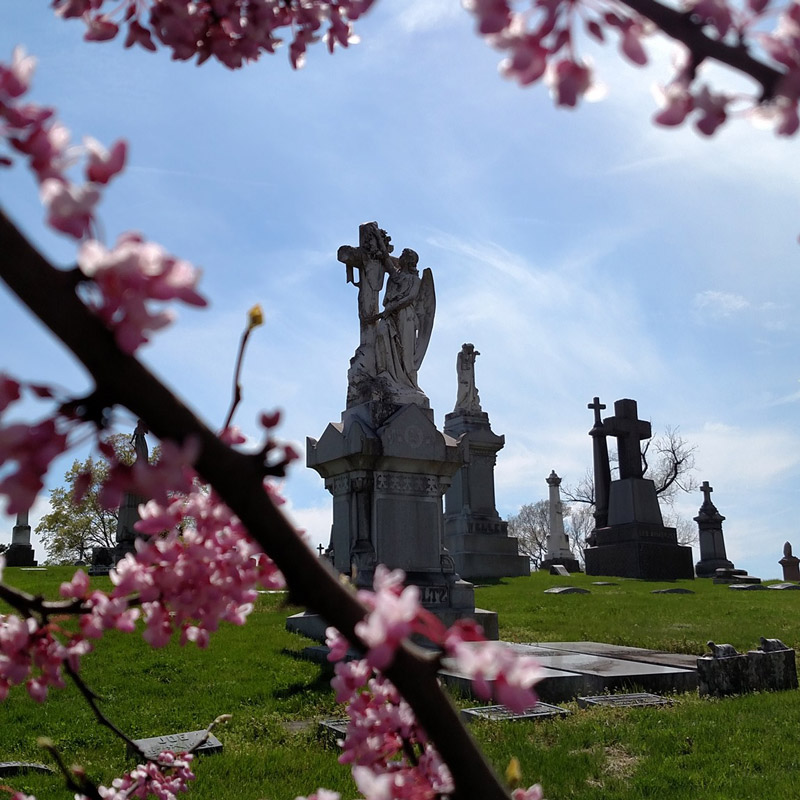 view of cemetery monuments through spring blooms